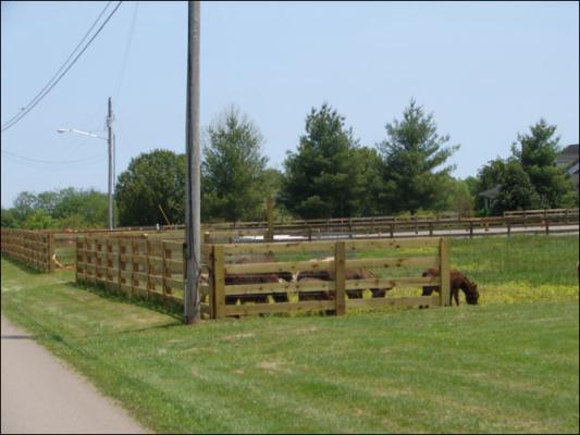 Our new arena at Half Ass Acres Miniature Donkey Farm