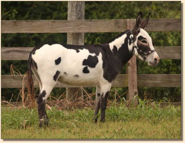 Miniature donkey gelding, BAF Half Ass Acres Pow Wow