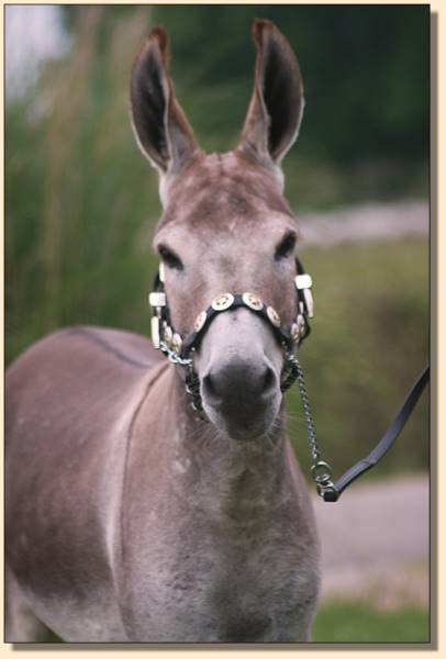 Quarter Moon Red Light, miniature donkey trained to drive and do in-hand trail.