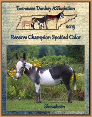 Showdown Reserve Champion Spotted Color