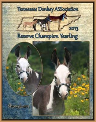 Showdown Reserve Champion Halter