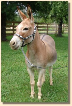 LN Sterling, red miniature gelding, performance trained. ~ Sept 3rd, 2008