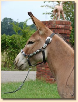 LN Sterling, red miniature gelding, performance trained. ~ Sept 3rd, 2008