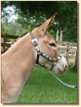 LN Sterling, red miniature gelding, performance trained. ~ Sept 3rd, 2008