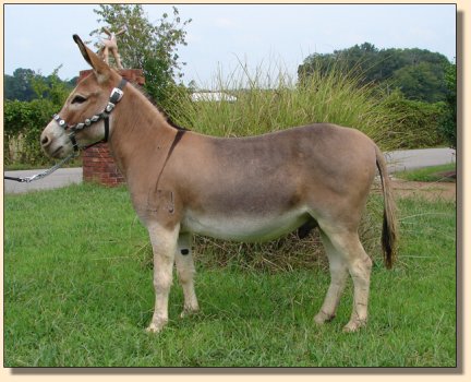 LN Sterling, red miniature gelding, performance trained. ~ Sept 3rd, 2008