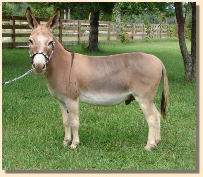 LN Sterling, red miniature gelding, performance trained. ~ Sept 3rd, 2008