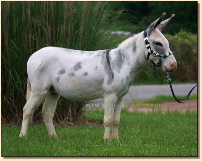 Lil Graceland Rocktober, a.k.a. Toby, miniature donkey driving gelding.