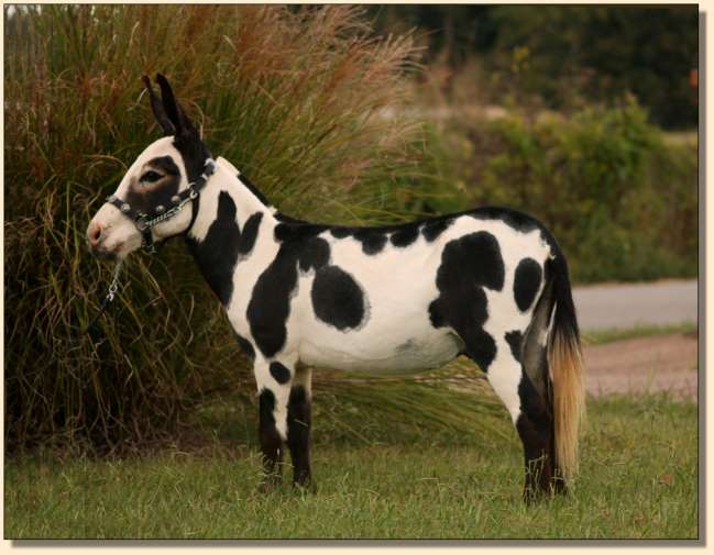 TTW Cowboy's Kalamazoo, Black and White Spotted Herd Sire at Half Ass Acres Miniature Donkeys