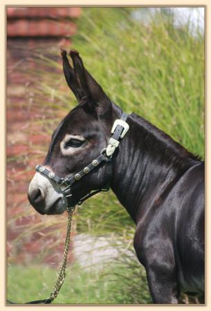 HHAA Black 'n' Blue, a.k.a. Bruise, herd sire at Half Ass Acres Miniature Donkeys