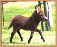 Castlewood's Tonka Toy, brown miniature donkey jack.