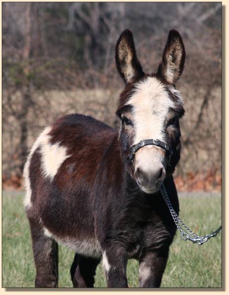 Donkette Korral Kryptonite, black and white spotted herd sire at Half Ass Acres.