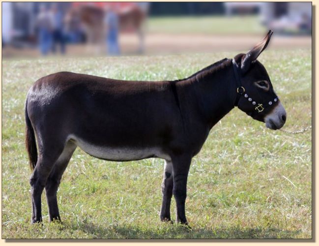 Lazy J Elvira, National Champion Miniature Donkey Jennet at Half Ass Acres.