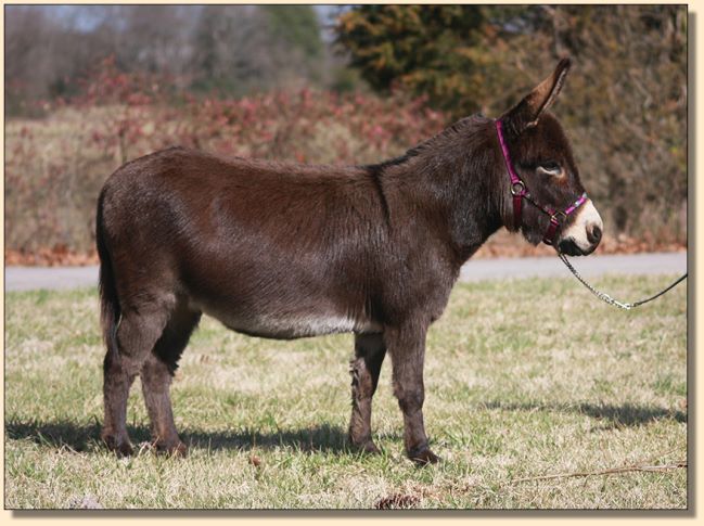 Lazy J Elvira, National Champion Miniature Donkey Jennet at Half Ass Acres.