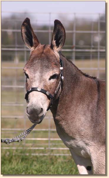 HHAA Hissy Fit, dark red jennet at Half Ass Acres.