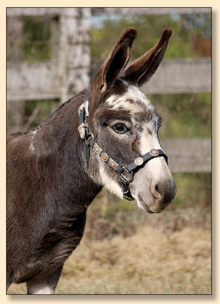 KZ Bandit;s Little Charmer, spotted miiniature donkey jennet sold at Half Ass Acres.