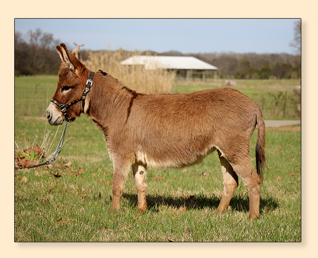 Little Friends Tahini, dark red miniature donkey jennet.