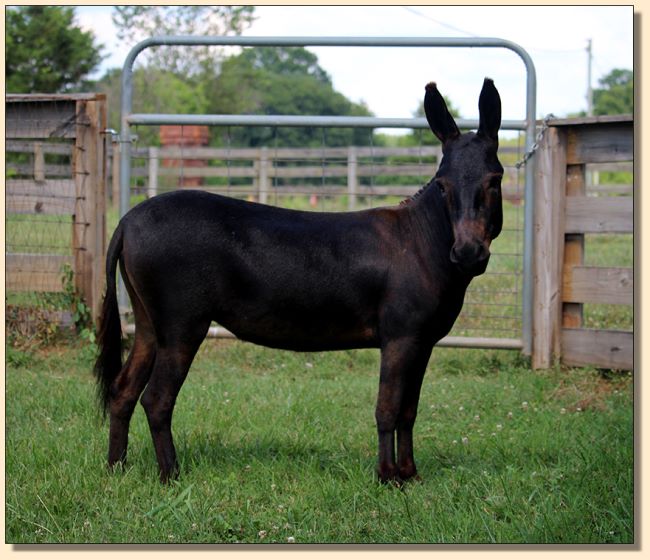 Sunset Acres Queen Bee, Dark Jennet w/no light points for sale.