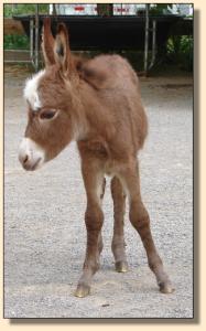 Click photo to enlarge image of miniature donkey