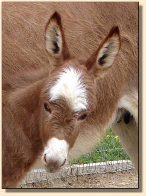 Click photo to enlarge image of miniature donkey