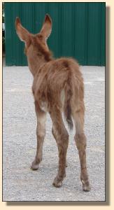 Click photo to enlarge image of miniature donkey