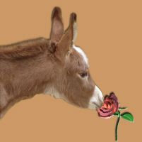 Kissed by a Rose - copyright HAA Miniature Donkeys