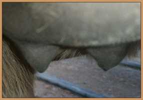 miniature donkey in foal