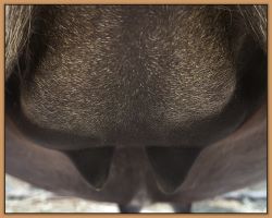 Smitten, miniature donkey jennet in foal