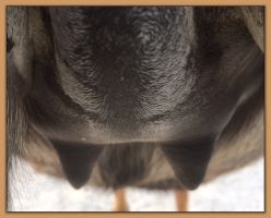 Miniature donkey photos close to foaling.