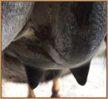 Miniature donkey photos close to foaling.