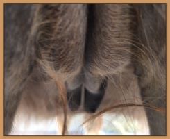 Photos of donkeys close to foaling a miniature donkey baby.Photos of donkeys close to foaling a miniature donkey baby.