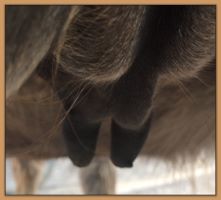 Photos of donkeys close to foaling a miniature donkey baby.