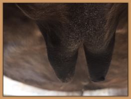 Photos of jennet's teats that are close to foaling.