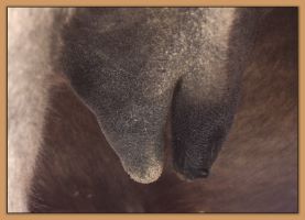 Photos of donkeys close to foaling a miniature donkey baby.