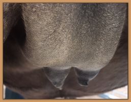 Photos of jennet's teats that are close to foaling.