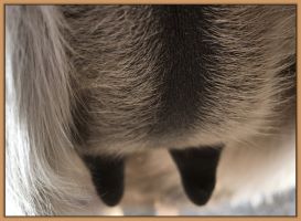 Ten's teats and bag before foaling her miniature donkey foal in 2018.