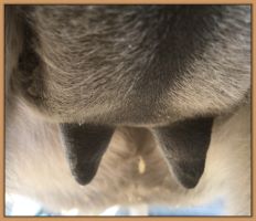 Ten's teats and bag before foaling her miniature donkey foal in 2018.