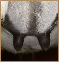 Teats of a miniature donkey two hours from foaling.