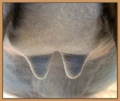 Miniature donkey, Black Beauty's teats and bag before foaling.