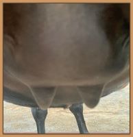 Miniature donkey, Black Beauty's teats and bag before foaling