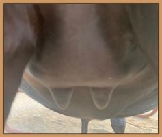 Miniature donkey, Black Beauty's teats and bag before foaling