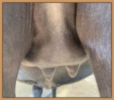 Miniature donkey, Black Beauty's teats and bag before foaling