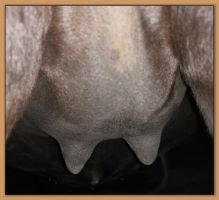 Miniature donkey, Black Beauty's teats and bag before foaling