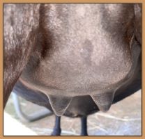 Miniature donkey, Black Beauty's teats and bag before foaling