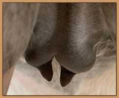 Miniature donkey Cake's teats and bag before foaling.