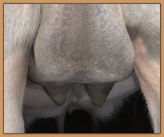 Miniature donkey Cake's teats and bag before foaling.