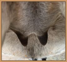 Miniature donkey, Lady's, photos of her teats and bag before foaling.