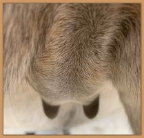 Miniature donkey, Lady's, photos of her teats and bag before foaling.