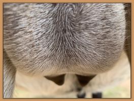 Photos of Lady's bag and teats before foaling.