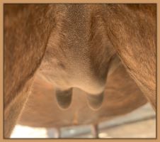 Miniature donkey, Lucia's, photos of teats and bag before foaling.