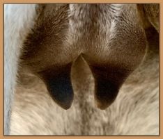 Miniature donkey, Sweet Punch, photos of bag and teats before foaling a miniature donkey baby.